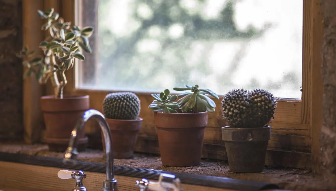 Cactus, kitchen and design