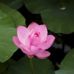 Lotus Flower : The meaning behind it.